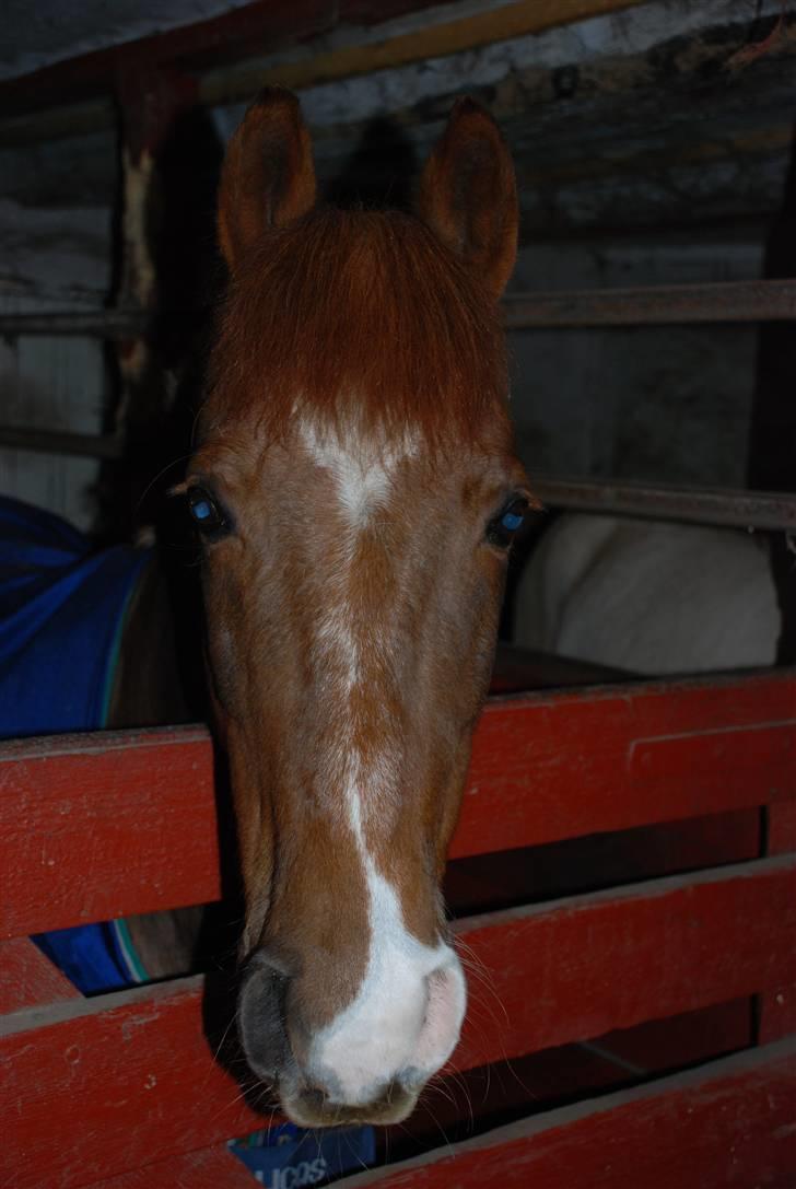 DSP Dalagergårds I-Do - du er bare så cute<3 billede 4