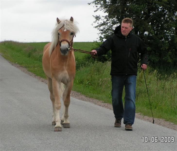 Haflinger Nickleback (Notting Hill) billede 4