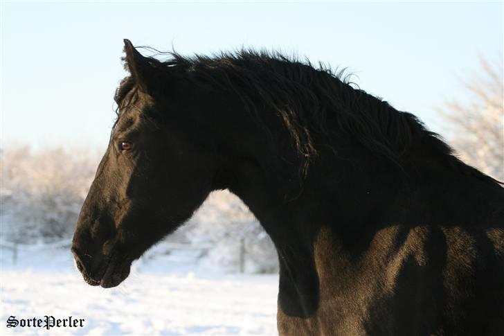 Frieser Canna R. - D. 19/12-2009: Ude i sneen. billede 17