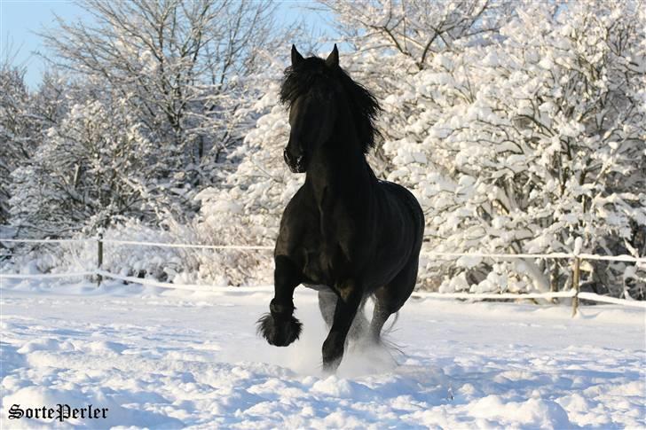 Frieser Canna R. billede 18