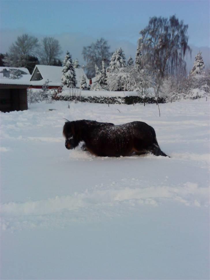Shetlænder Emil<333 - Emil ude og leje i den høje sne billede 8