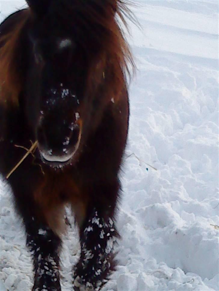 Shetlænder Emil<333 - Emil ude og leje i den høje sne billede 17