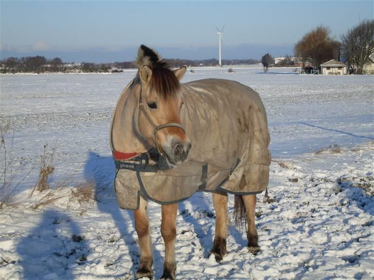 Fjordhest Gyvel Gudenå  billede 7