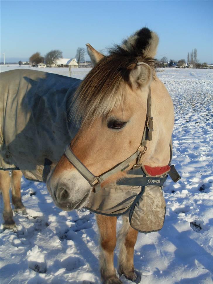 Fjordhest Gyvel Gudenå  billede 8