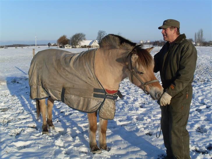 Fjordhest Gyvel Gudenå  billede 9