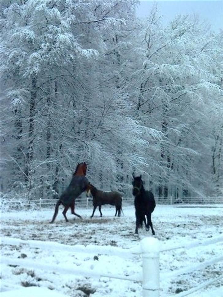 Dansk Varmblod Lavina Ask " Tuttifrutti" ... (aflivet) - Lavina i sneen i;  billede 6