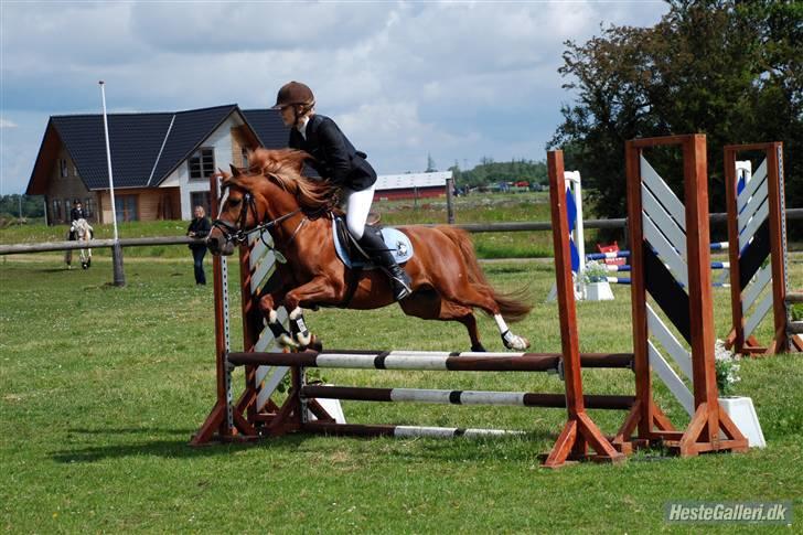 Anden særlig race Maxi *min drømmeprins* - BILLED 20. stævne i rødekro<33 billede 20