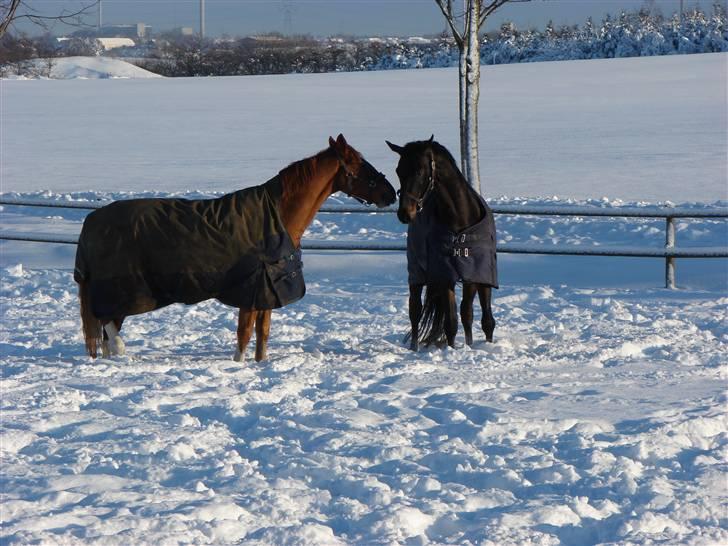 Dansk Varmblod Rimini <3 - Rimini leger med sin "gamle" ven Felex. Vinter 09/10 billede 7