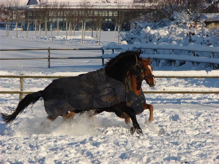 Dansk Varmblod Rimini <3 - Rimini leger med sin "gamle" ven Felex i sneen. :-) Vinter 09/10 billede 8