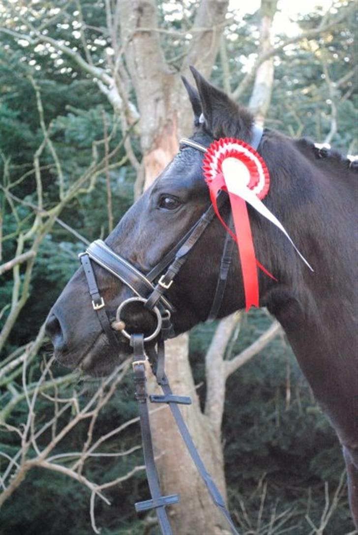 New Forest Sânbuorster Femke*solgt* billede 1