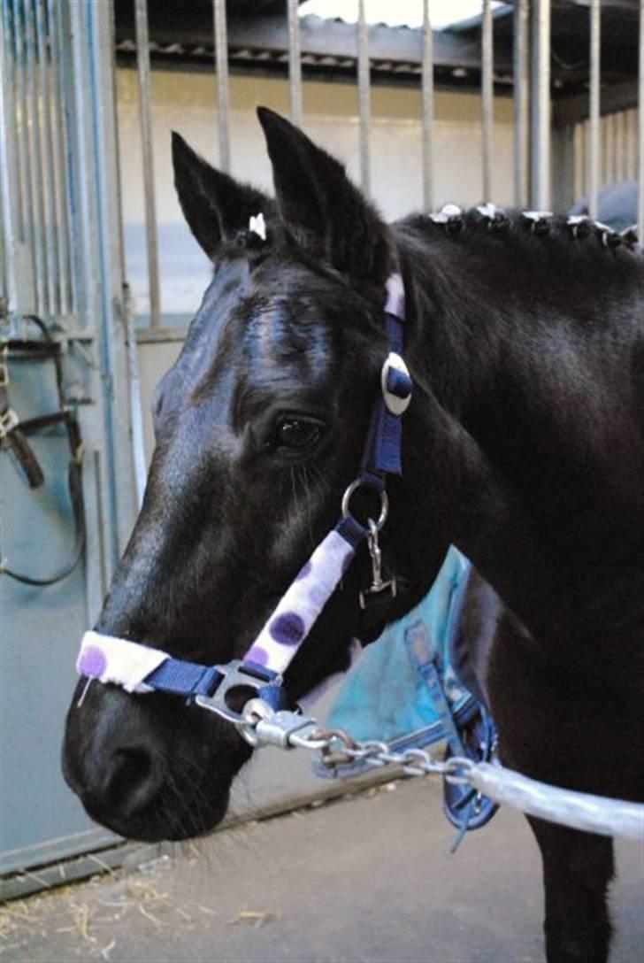 New Forest Sânbuorster Femke*solgt* billede 2