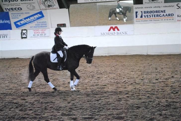 New Forest Sânbuorster Femke*solgt* billede 3