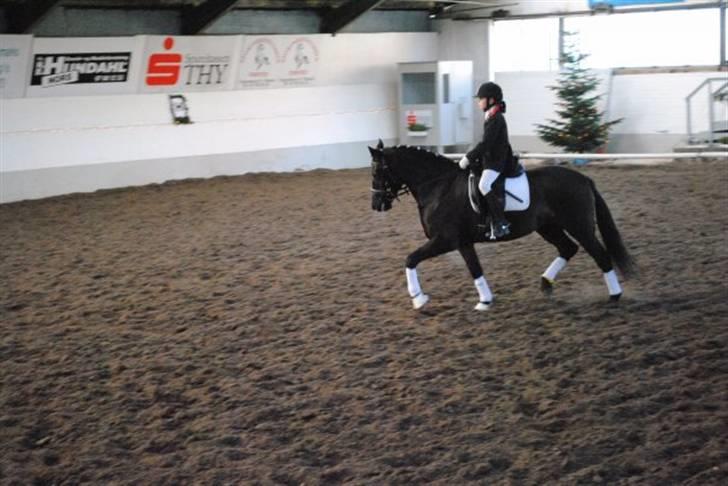 New Forest Sânbuorster Femke*solgt* billede 4