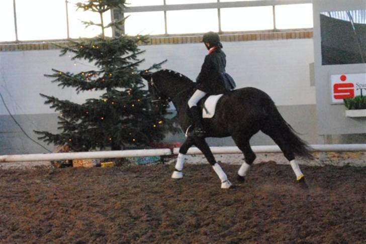 New Forest Sânbuorster Femke*solgt* billede 5