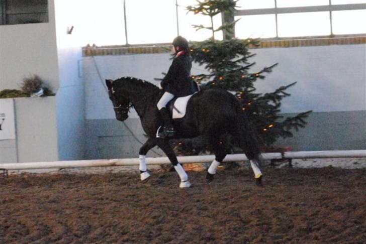 New Forest Sânbuorster Femke*solgt* billede 6