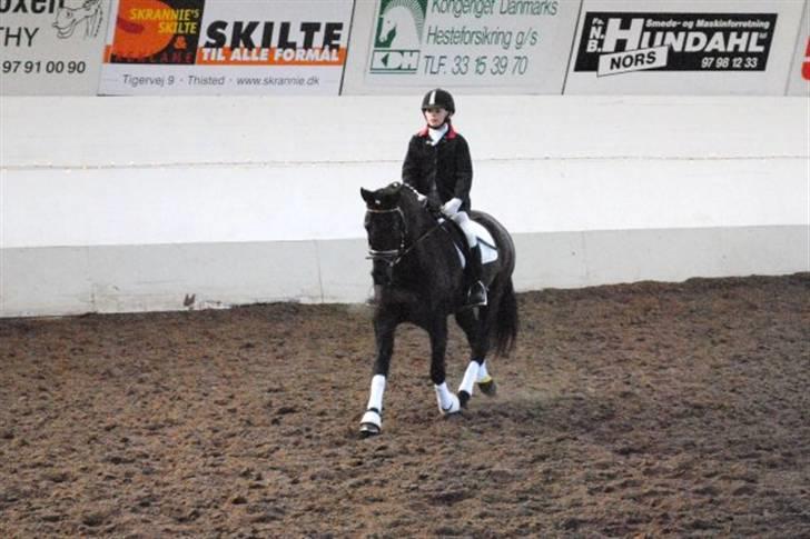 New Forest Sânbuorster Femke*solgt* billede 7