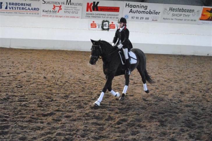 New Forest Sânbuorster Femke*solgt* billede 8