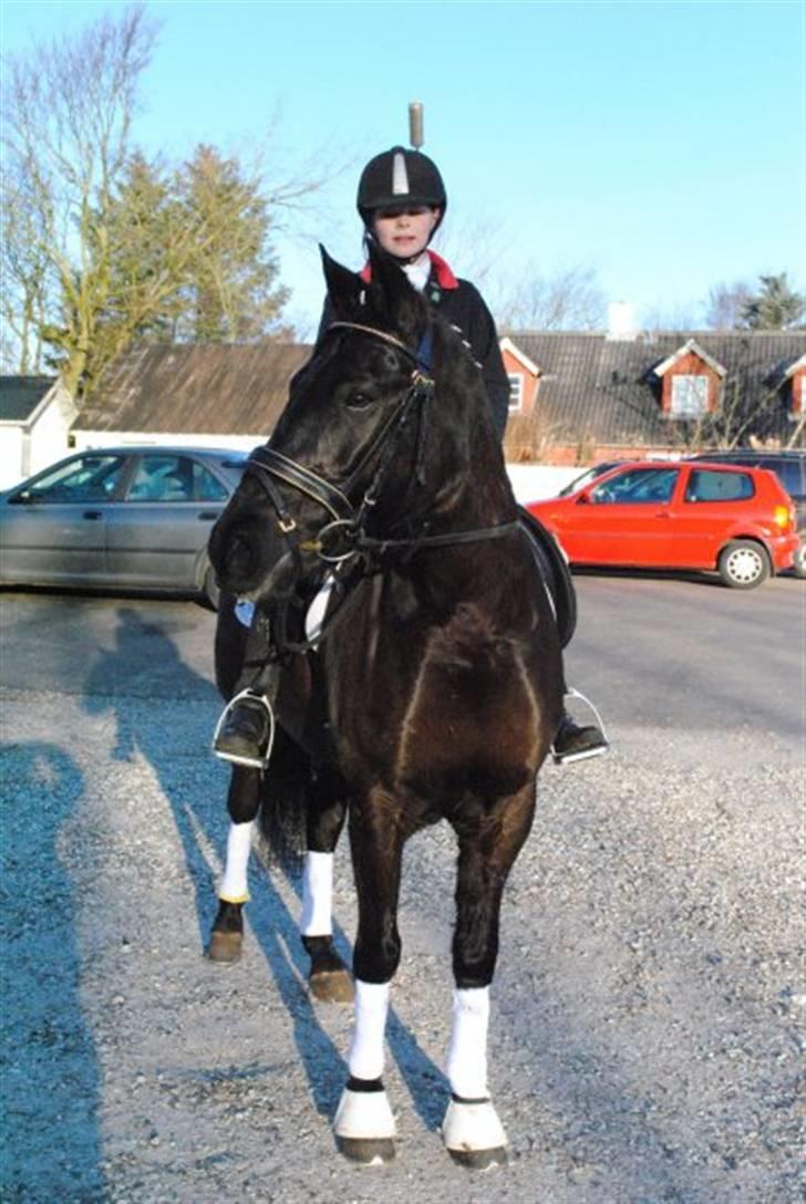 New Forest Sânbuorster Femke*solgt* billede 9