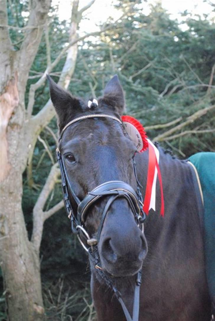 New Forest Sânbuorster Femke*solgt* billede 11