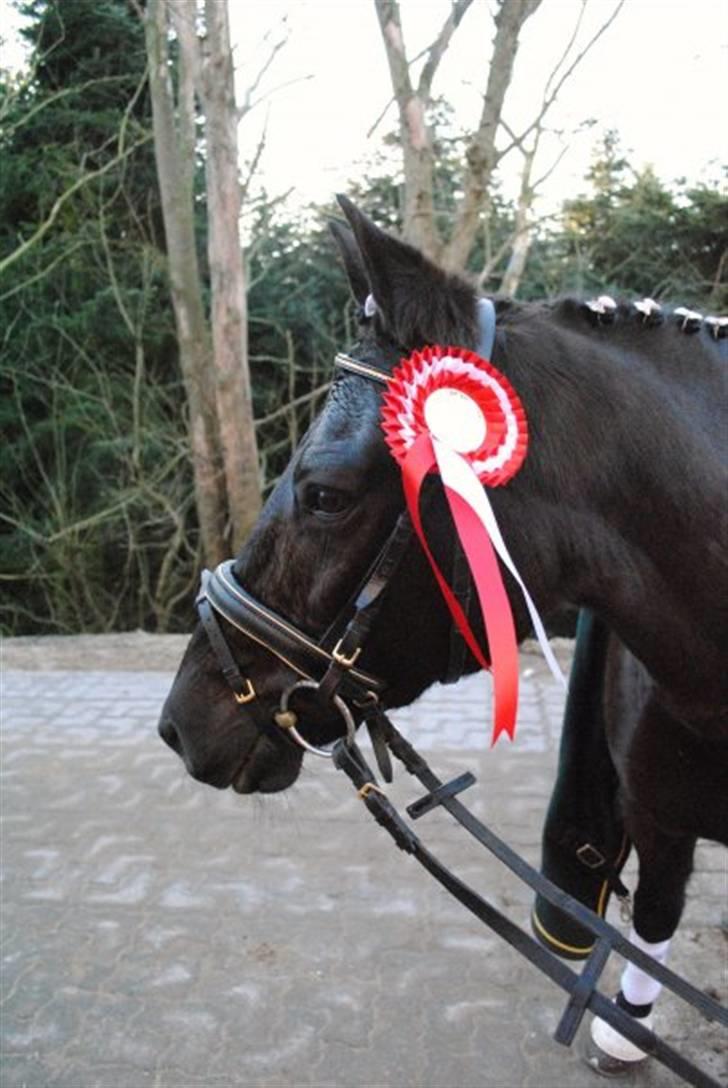 New Forest Sânbuorster Femke*solgt* billede 12