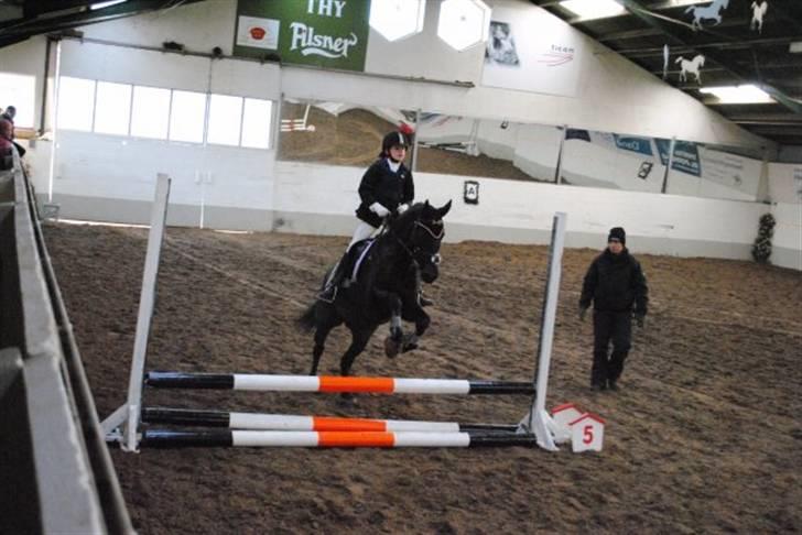 New Forest Sânbuorster Femke*solgt* billede 13