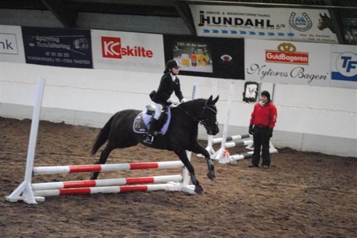 New Forest Sânbuorster Femke*solgt* billede 14