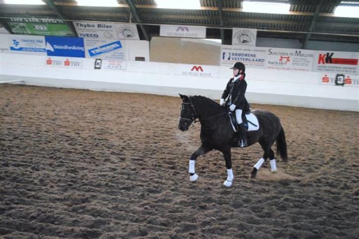 New Forest Sânbuorster Femke*solgt* billede 15