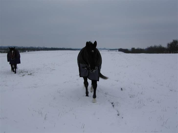 Oldenborg maj billede 14