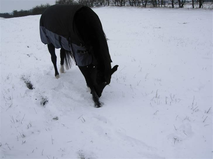 Oldenborg maj billede 15