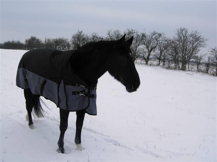 Oldenborg maj billede 16