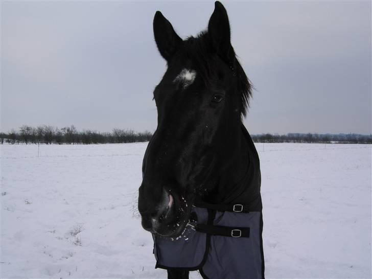 Oldenborg maj billede 17