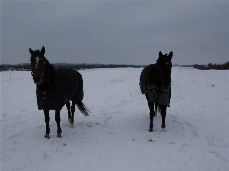 Oldenborg maj billede 18