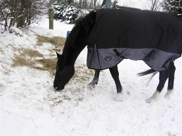 Oldenborg maj billede 19