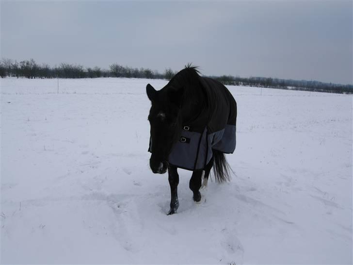 Oldenborg maj billede 20