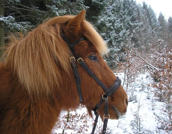 Islænder "Lille hest" - 18 januar 2010. tur i sne. billede 18