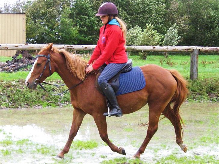 Belgisk Sportspony Winny [Solgt] - 2. Emma på winny - d. 18 sep 2010. billede 9