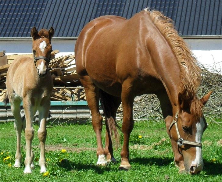 Belgisk Sportspony Winny [Solgt] - 11.Winny på folden d. 24 maj 2010. billede 14