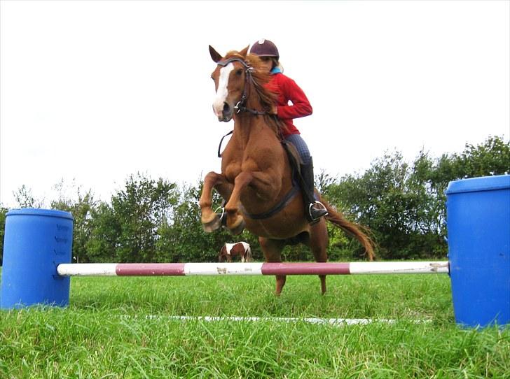 Belgisk Sportspony Winny [Solgt] - 13. Emma på winny - d. 18 sep 2010. billede 15