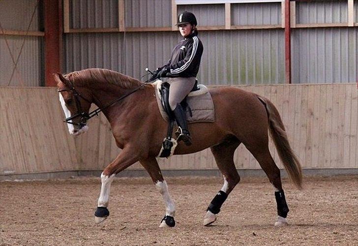 Dansk Varmblod Caiser - Dressur træning. Tak Til NB foto billede 12