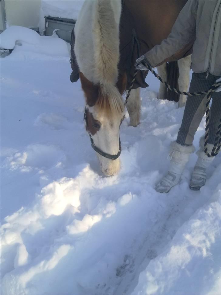 Pinto Two Eyed Shaggy  - Shaggy i sneen. billede 5