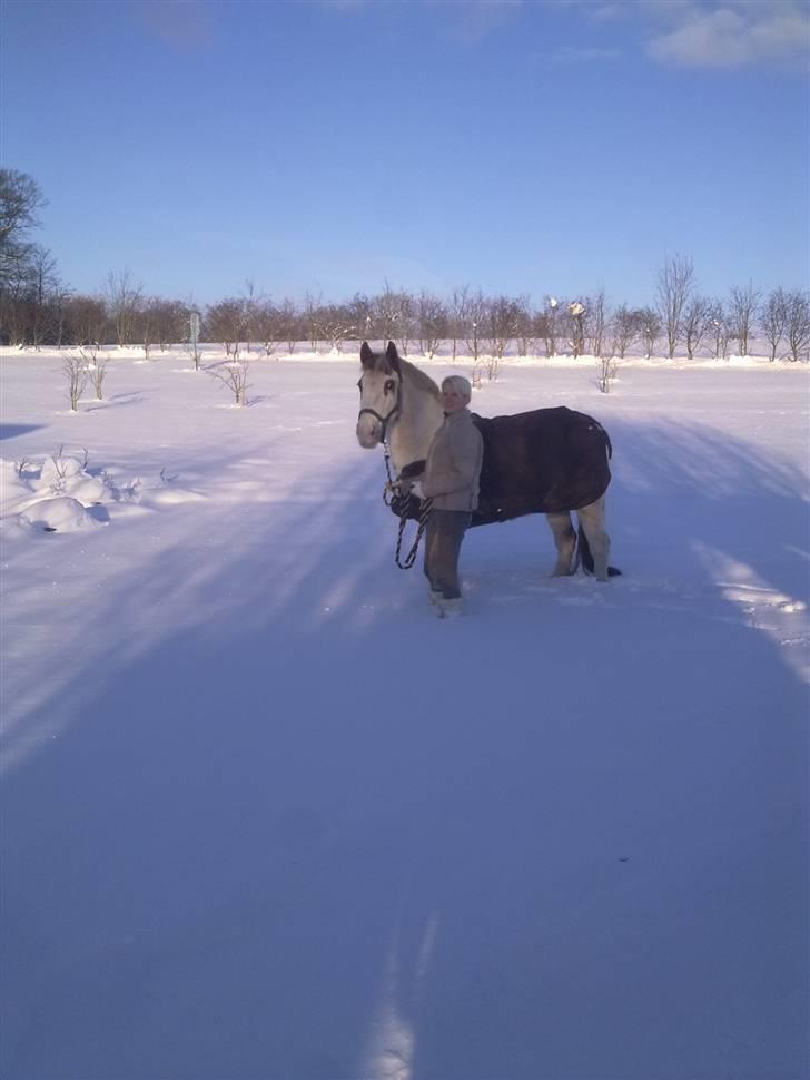 Pinto Two Eyed Shaggy  billede 6