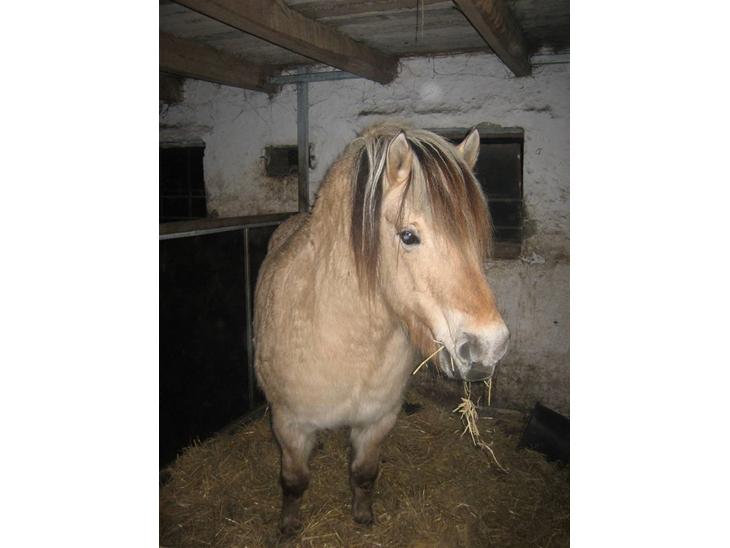 {{currentPhoto.altText}} billede {{currentPhoto.number}}