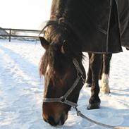 Anden særlig race Strandvejens Charlie