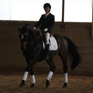 Dansk Varmblod Don Bachio