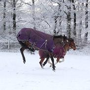 Dansk Varmblod Le cille ( cheri)