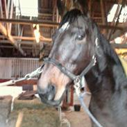 Fuldblod (XX) Rocksteady Power