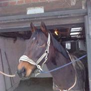 Fuldblod (XX) Rocksteady Power