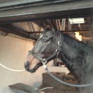 Fuldblod (XX) Rocksteady Power