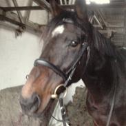 Fuldblod (XX) Rocksteady Power