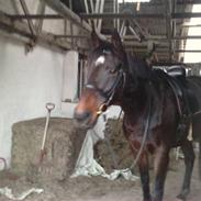 Fuldblod (XX) Rocksteady Power